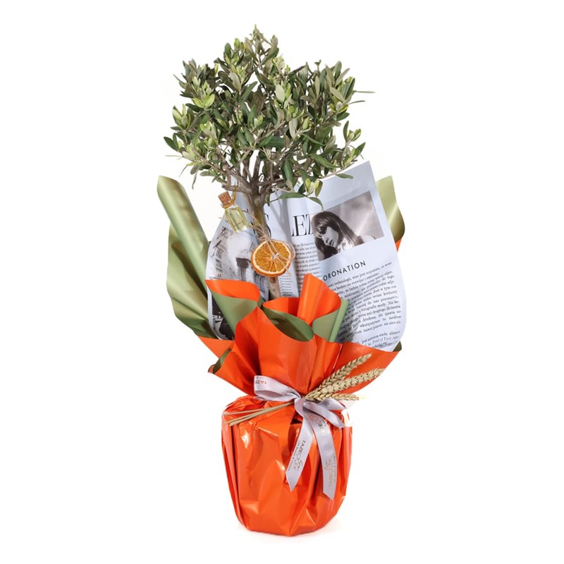 Harmony Olive-60 cm Zeytin Ağacı