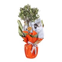 Harmony Olive-60 cm Zeytin Ağacı