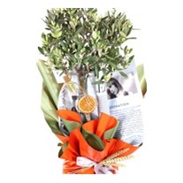 Harmony Olive-60 cm Zeytin Ağacı