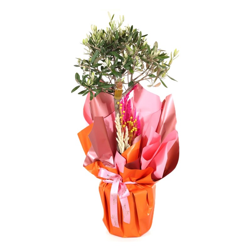 Evergreen Tree-60cm Zeytin Ağacı