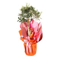 Evergreen Tree-60cm Zeytin Ağacı