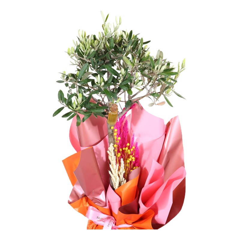 Evergreen Tree-60cm Zeytin Ağacı