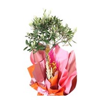 Evergreen Tree-60cm Zeytin Ağacı