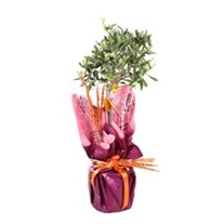 Miniature Olive Tree-60cm Zeytin Ağacı