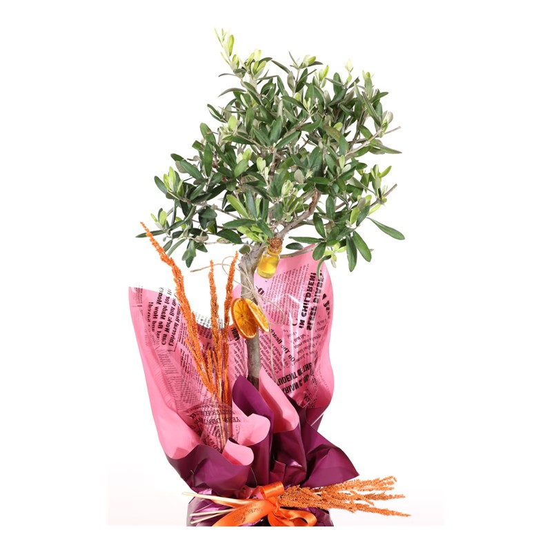 Miniature Olive Tree-60cm Zeytin Ağacı