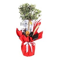 Olive Branch-60cm Zeytin Ağacı