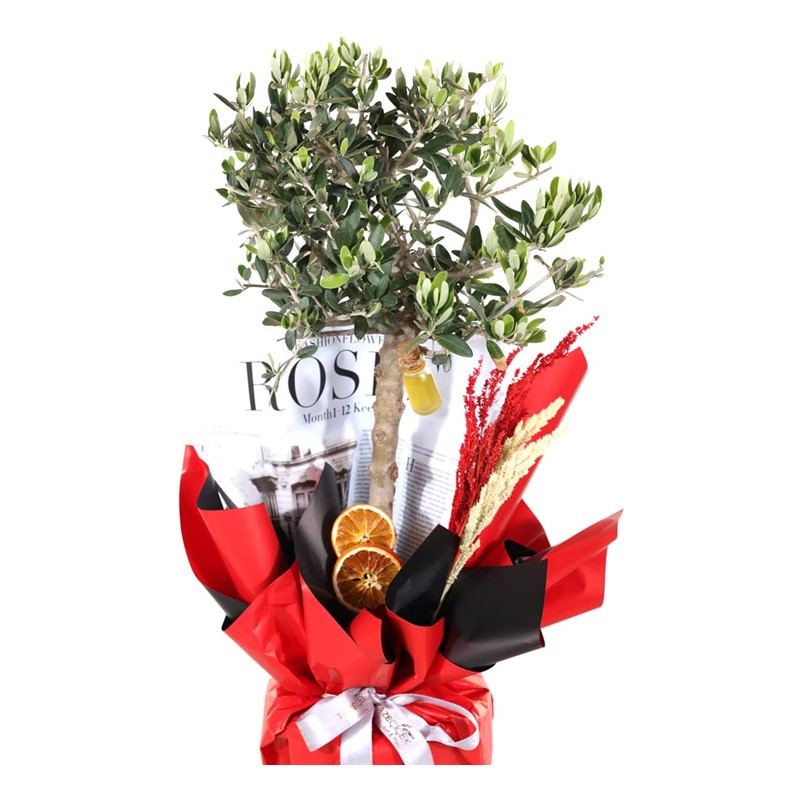Olive Branch-60cm Zeytin Ağacı