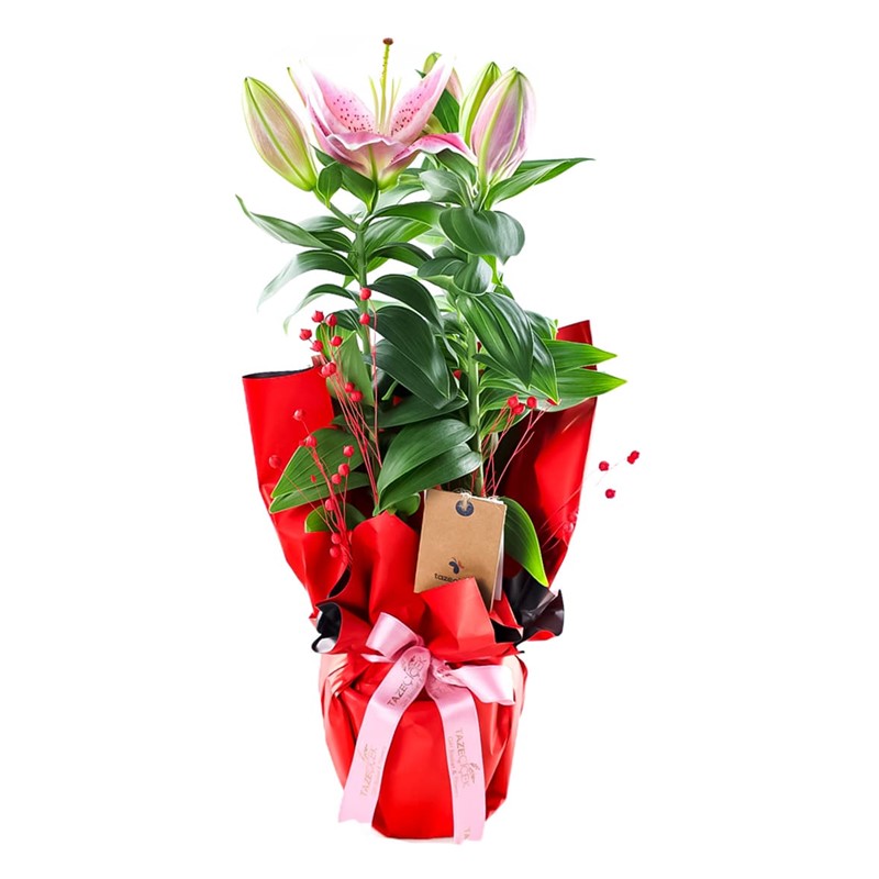 Red Passion Lilyum