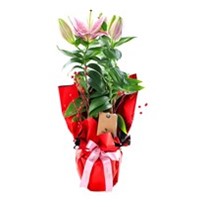 Red Passion Lilyum