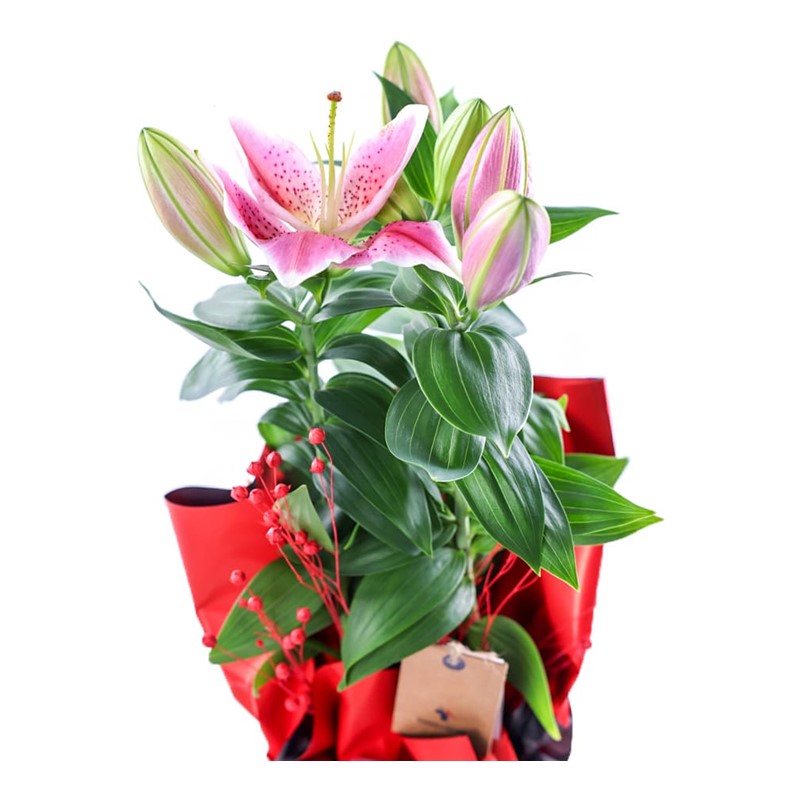 Red Passion Lilyum