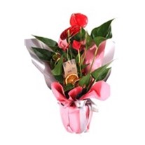Romantic Touch Antoyum