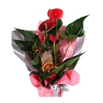 Romantic Touch Antoyum