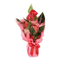 Notes of Pink Antoryum