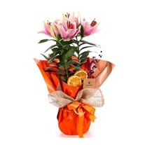 Orange Feelings Pembe Saksı Lilyum