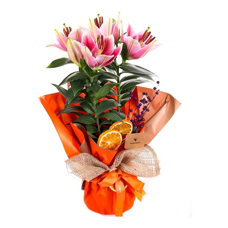 Orange Feelings Pembe Saksı Lilyum
