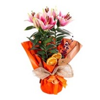 Orange Feelings Pembe Saksı Lilyum