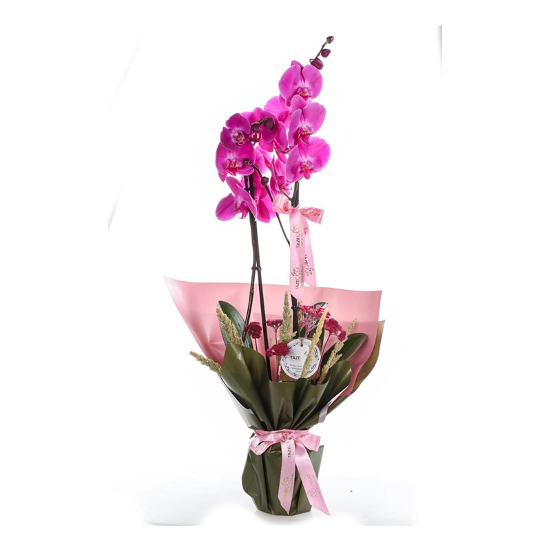 Royal Orchid Elegance Mor Orkide