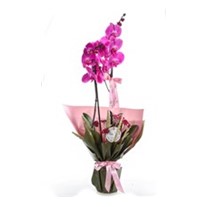 Royal Orchid Elegance Mor Orkide