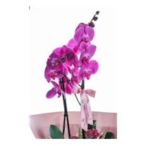 Royal Orchid Elegance Mor Orkide