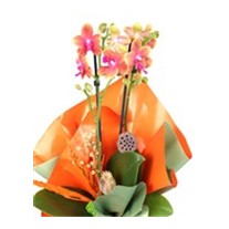 Hello My Orchid