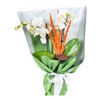 Sweety Couple Orkide Design