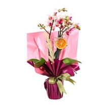 Compassionate Wishes Orkide