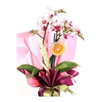 Compassionate Wishes Orkide