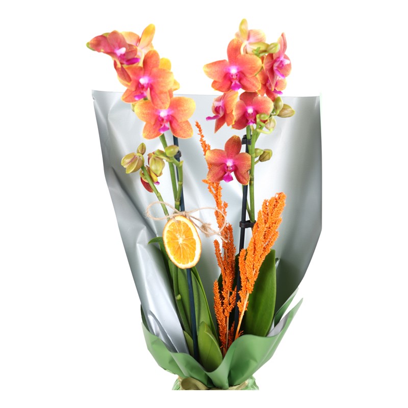 Radiance Couple Orkide