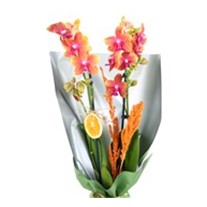 Radiance Couple Orkide