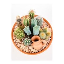 Boho Green Terracotta Kaktüs