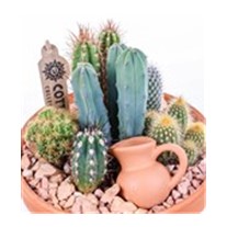 Boho Green Terracotta Kaktüs