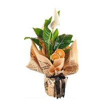 Simple Barış Çiçeği