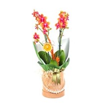 Golden Elegance Orkide