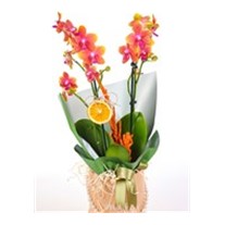 Golden Elegance Orkide