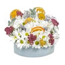 Natural Daisy Sunlight Papatya