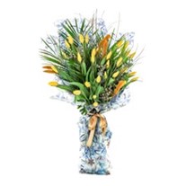 Yellow Tulip Wind