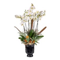 Winter Orchid Luxe