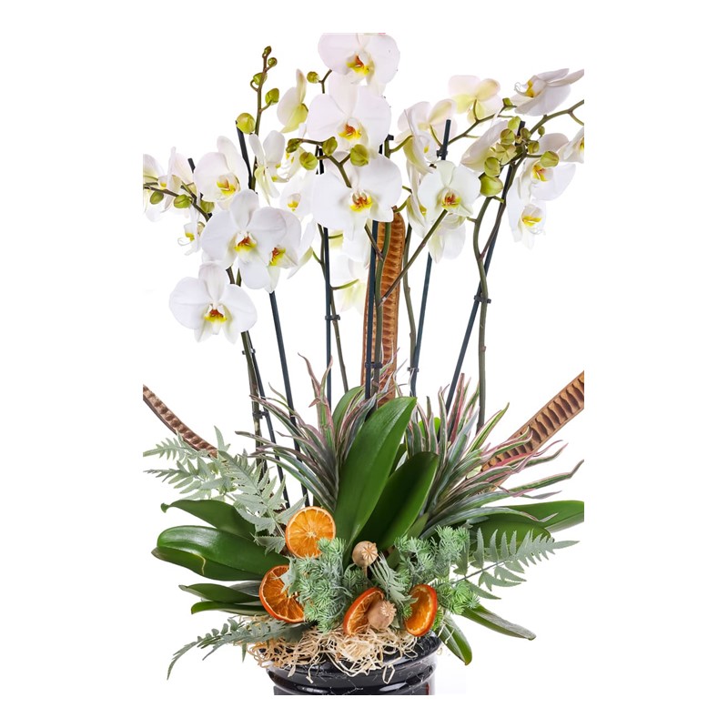 Winter Orchid Luxe
