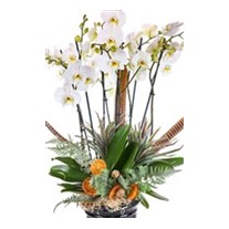 Winter Orchid Luxe