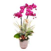 Tonal Bloom Premium Orkide
