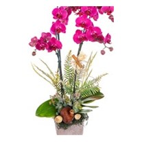 Tonal Bloom Premium Orkide