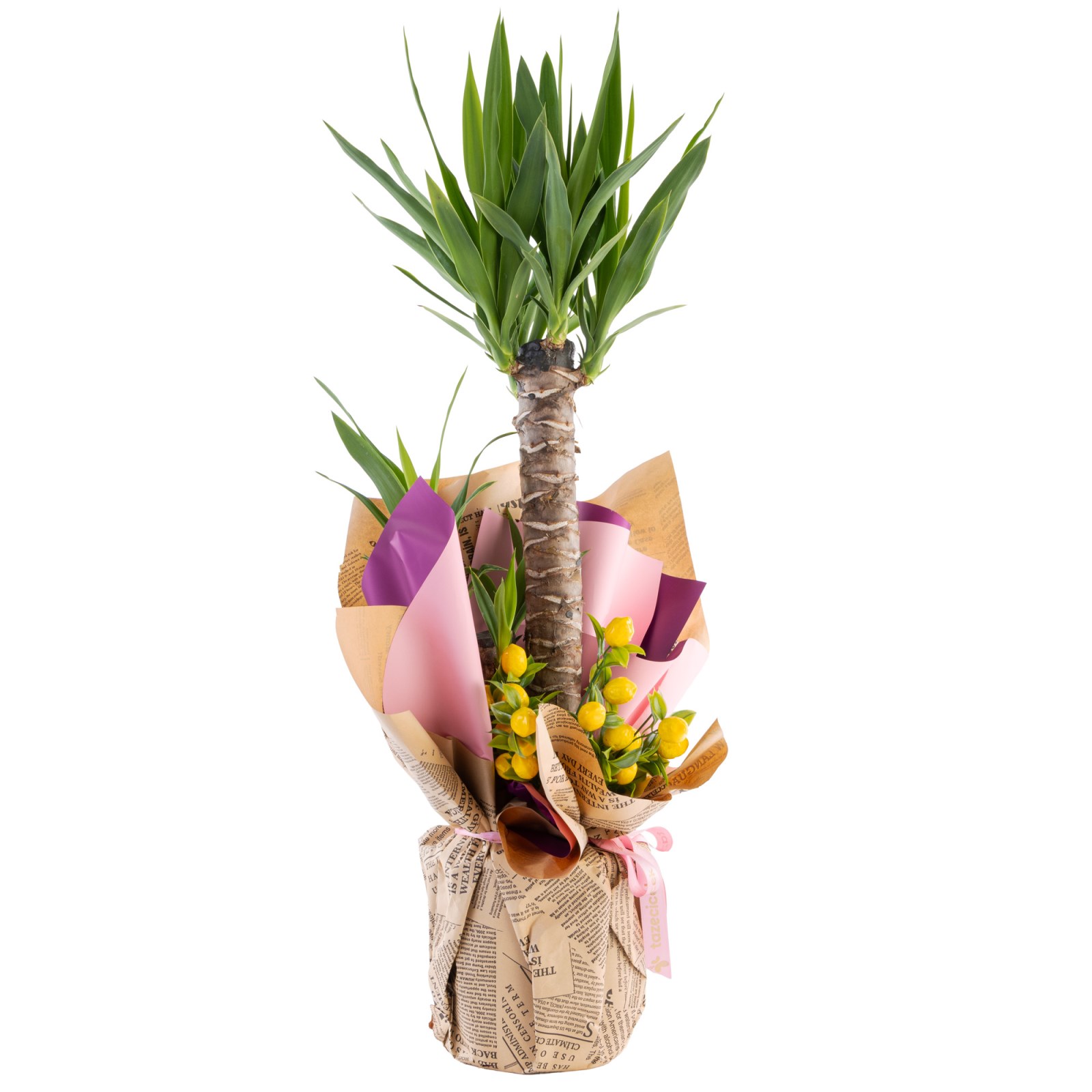 Golden Palm Yucca Çiçeği