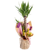 Golden Palm Yucca Çiçeği