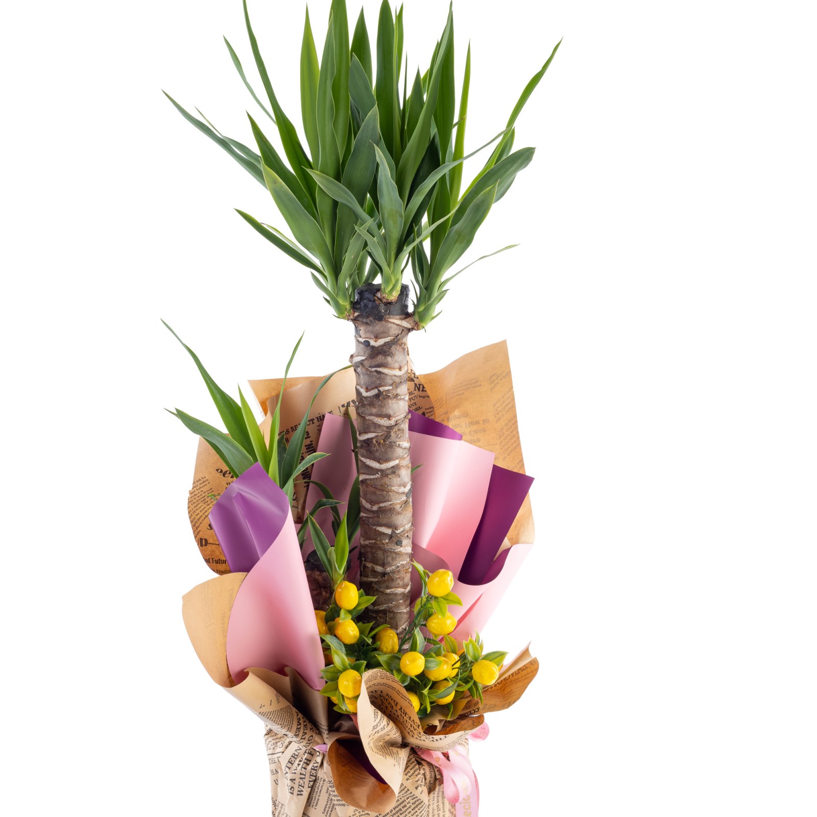 Golden Palm Yucca Çiçeği