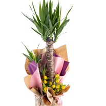 Golden Palm Yucca Çiçeği
