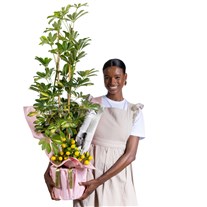 Lemon Crown Şeflera Çiçeği
