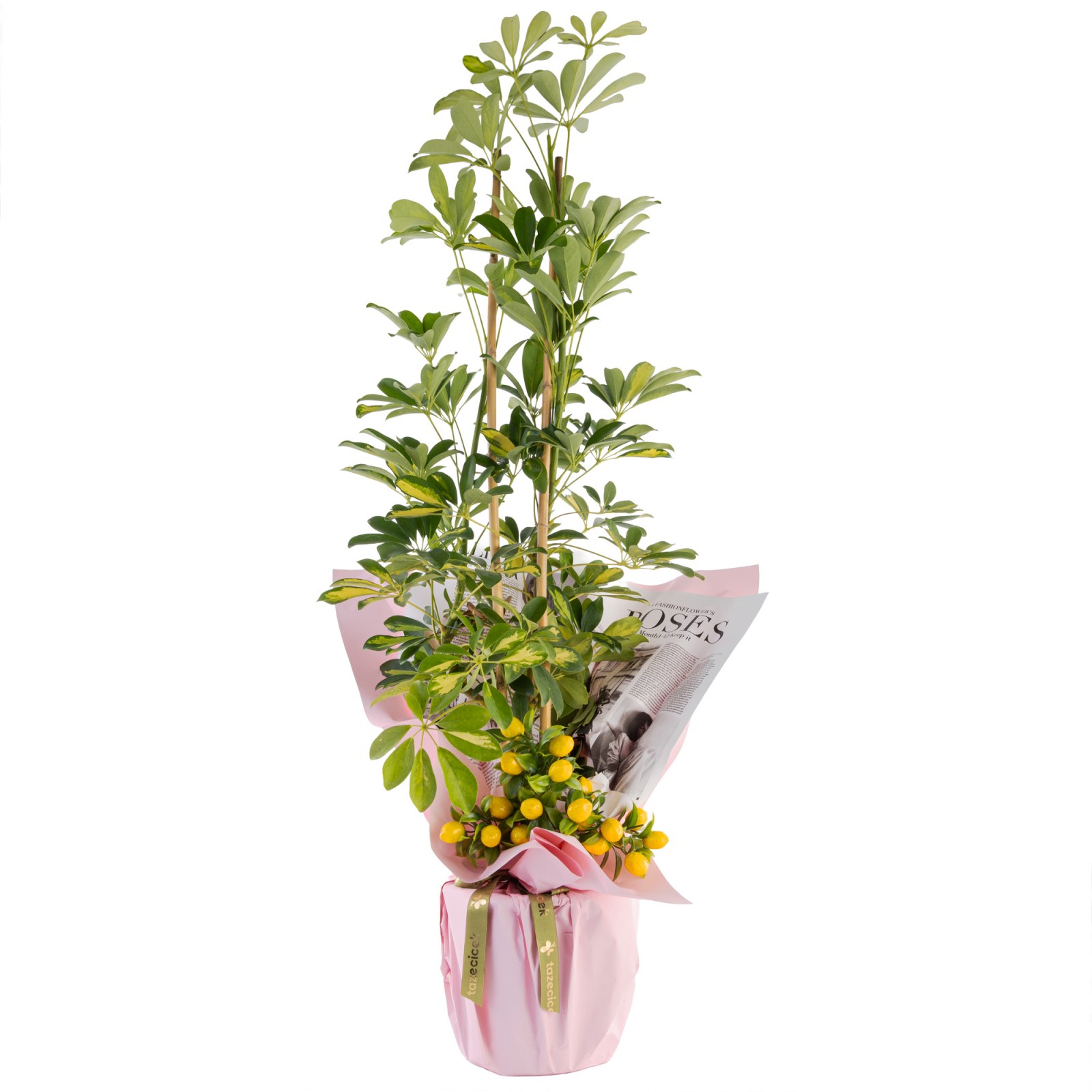 Lemon Crown Şeflera Çiçeği