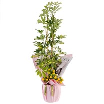 Lemon Crown Şeflera Çiçeği