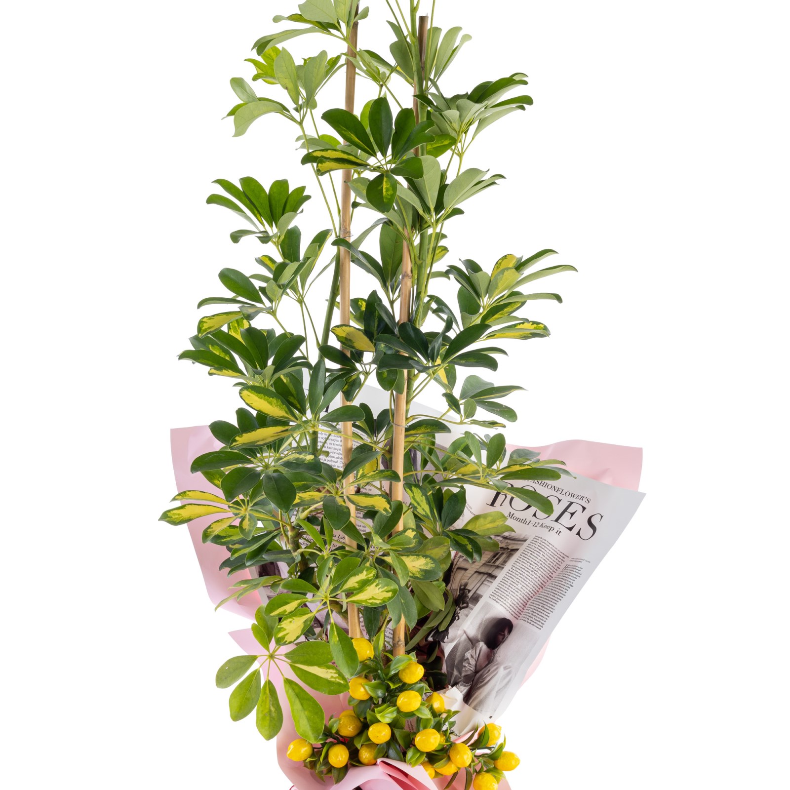 Lemon Crown Şeflera Çiçeği