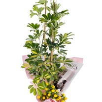 Lemon Crown Şeflera Çiçeği